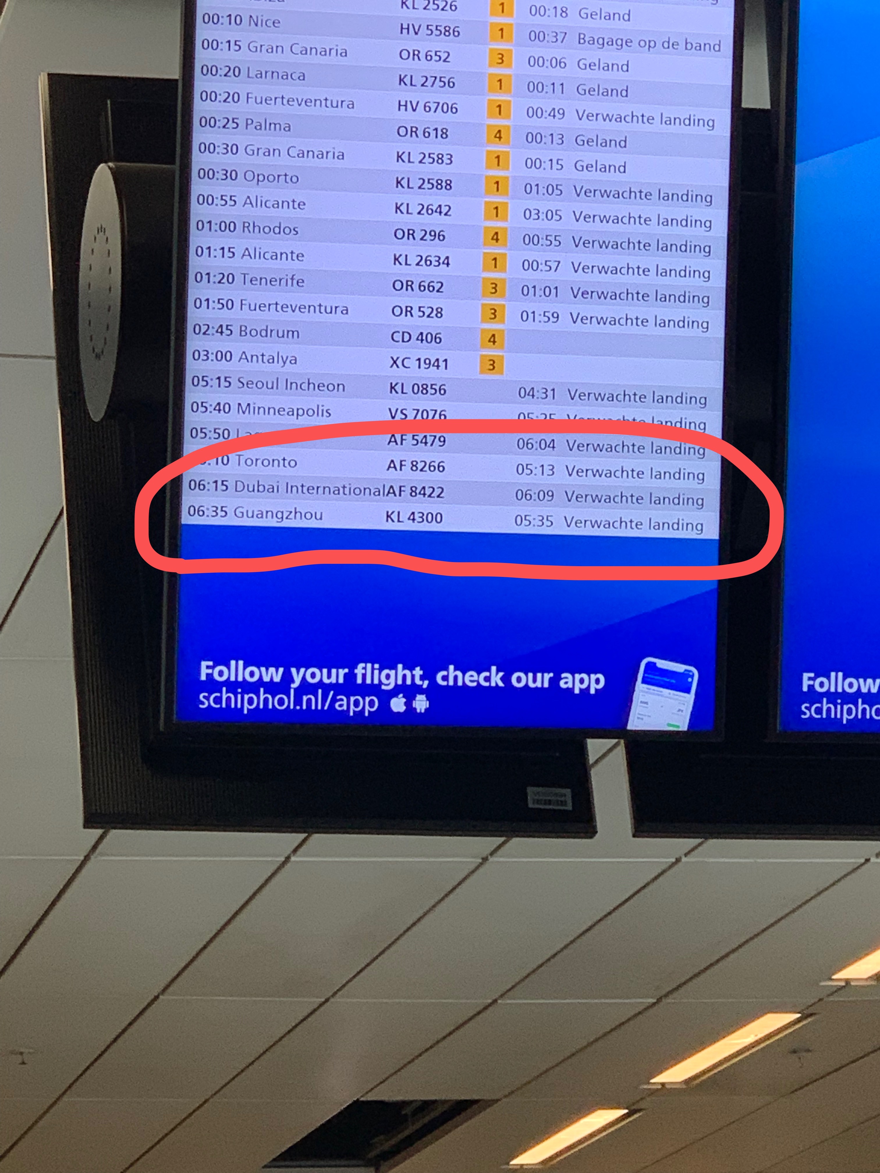 猪小姐到格罗宁根了